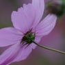 秋桜-5