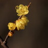 透ける黄花 ～ ソシンロウバイ