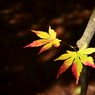 木漏れ日の中の紅葉