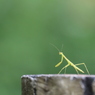 カマキリ