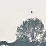 鳥のいる風景　ミサゴ