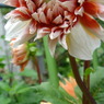 dahlia