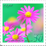 花切手＜2014-43＞＊ブラキカム=ヒメコスモス