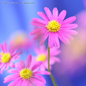 花写真＜2014-55＞＊ブラキカム=ヒメコスモス