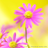 花写真<2014-56＞＊ブラキカム=ヒメコスモス