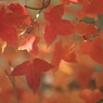 ON 紅葉
