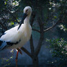 stork