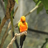 メキシココガネインコ　２
