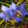 湿原の花たち～ホソバリンドウ