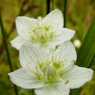 湿原の花たち～white twin