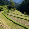 まだ秋早し彩の里 上勝町樫原の棚田DSC08337