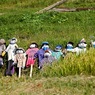 まだ秋早し彩の里 上勝町樫原の棚田DSC08344