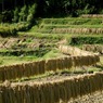 まだ秋早し彩の里 上勝町樫原の棚田DSC08359