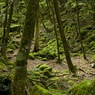 まだ秋早し彩の里 上勝町山犬嶽DSC08391