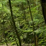 まだ秋早し彩の里 上勝町山犬嶽DSC08392