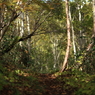 ニセコ連峰⑧　鏡沼への道