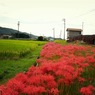 狐の松明