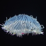 花笠クラゲ