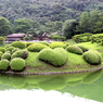 恋つつじ
