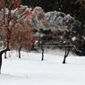 柿と雪とSLと