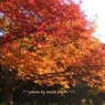 蝦夷山桜の紅葉