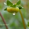 蕾
