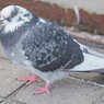 通りすがりの鳩inJR大阪駅