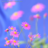 花写真<2014-57＞＊ブラキカム=ヒメコスモス