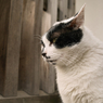 猫撮り散歩7OO