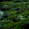 苔の楽園 - 極 -