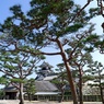高知城　DSC06665