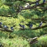 高知城　DSC06686