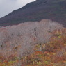 冬枯れ・紅葉1