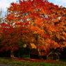 紅葉　小屋