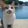 猫島行ってきたよ！