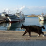 猫島行ってきたよ！