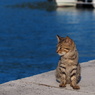 猫島行ってきたよ！