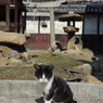 猫島行ってきたよ！