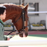 レッドステラーノ