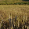 IMGP0248
