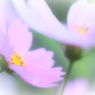 秋櫻【参】