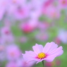 秋櫻【質】