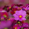 秋桜