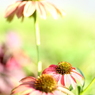 HANA・HANA 104 (Echinacea #3)