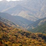 紅葉ももう終わり　三嶺、祖谷渓