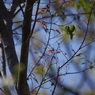 Autumn Leaves