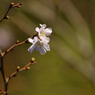 十月桜-1