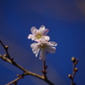 十月桜-2