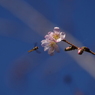 十月桜-4