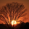 欅と夕日